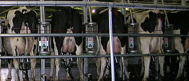 Milking cows-photo credit C Goodwin